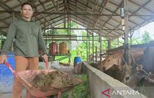Bukan LPG! Intip 'Api Biru' dari Biogas Kotoran Sapi Samboja, Solusi Krisis Energi di Dapur Warga