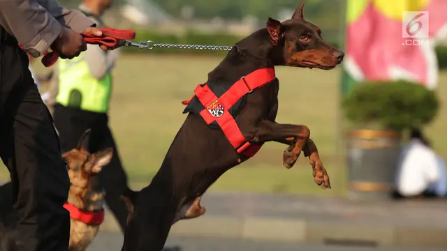 Ilustrasi anjing