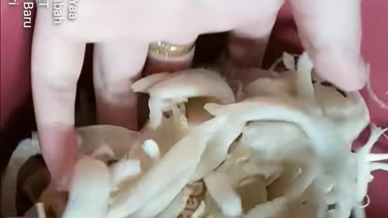 Potong Kecil-kecil Jamur Tiram