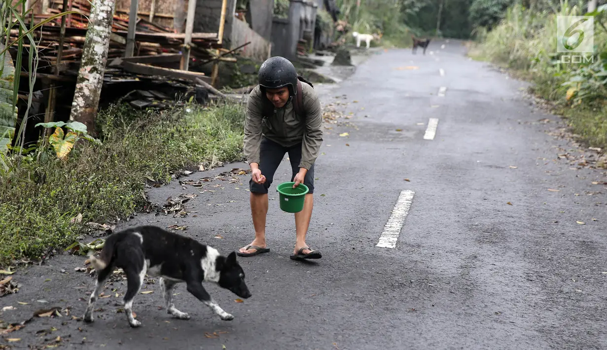 Relawan Bali Rumah Singgah Satwa memberi makan anjing yang ditinggalkan pengungsi di Dusun Sogra, Desa Sebudi, Karangasem, Bali, Minggu (3/12). Mereka membagikan makanan bagi hewan yang ditinggalkan pemiliknya mengungsi. (Liputan6.com/Immanuel Antonius)