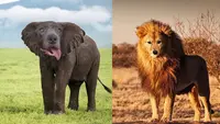 6 Editan Foto Hewan Berkepala Anjing Ini Absurd Banget, Bikin Ngakak (IG/pixelmatedanimals)