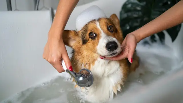 Dog Grooming