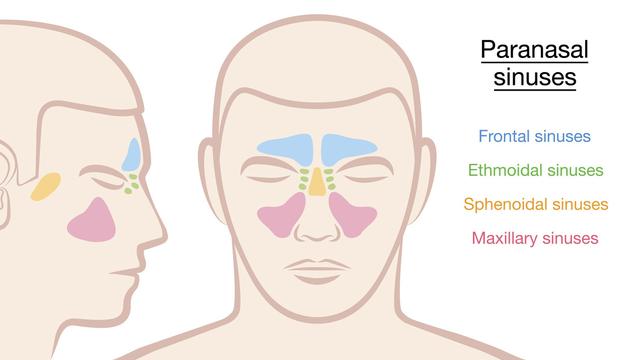 Sinus Adalah Rongga Kecil dalam Hidung, Ketahui Fungsi dan Jenis-Jenisnya