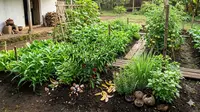 12 Bahan-Bahan di Dapur yang Bisa Bantu Merangsang Pertumbuhan Tanaman Secara Alami dan Efektif