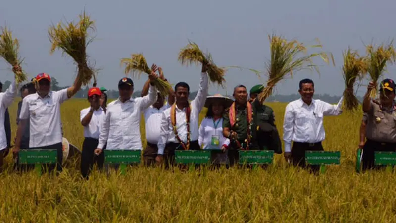 [Galeri Foto] Mentan Amran Panen Raya Padi di Kolaka 