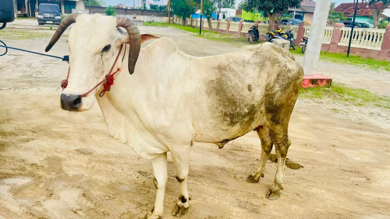 Barang bukti pencurian sapi di Pringsewu, Lampung (Istimewa)