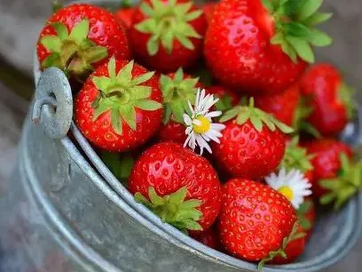 4. Buah Berries