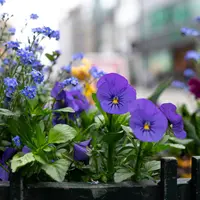 Ilustrasi bunga telang ungu. (Image by pvproductions on Freepik)