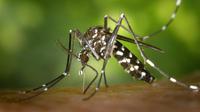 Demam berdarah dengue disebabkan oleh gigitan nyamuk Aedes aegypti. (Foto: Pexels/Pixabay)