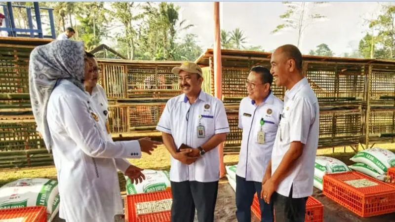 Lewat Beternak Ayam, Kementan Ingin Entaskan Kemiskinan Jember