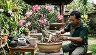5 Cara Mengerdilkan Kamboja Jepang agar Batang Gemuk dan Rajin Berbunga