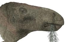 Spesies Baru Fosil Dinosaurus Paling Utuh Ditemukan, Seluruhnya Ada 149 Tulang, Beratnya Setara Gajah Afrika