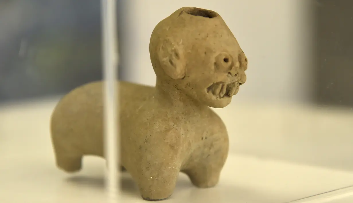 Sebuah patung yang ditemukan di Ekuador ditampilkan di Museum Nasional, Quito, Ekuador, Rabu (25/7). Institut Nasional Warisan Budaya (INPC) telah memulihkan 13 kepingan artefak pra-Hispanik. (Rodrigo BUENDIA/AFP)
