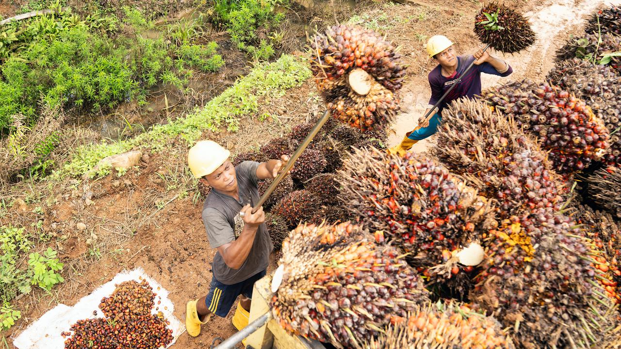 Kemendag Ungkap Penyebab Turunnya Harga CPO di Awal Juli 2026