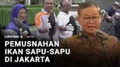 Ikan sapu-sapu bermanfaat untuk membersihkan akuarium, tapi kalau di alam bebas, ikan sapu-sapu justru merusak ekosistem karena bersifat invasif. Makanya Pemprov Jakarta mulai bersih-bersih sungai.