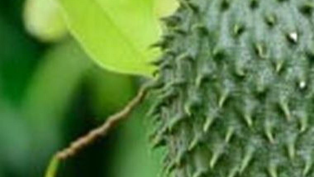Manfaat Daun Sirsak dan Buahnya, Coba Rutin Konsumsi Mulai Sekarang