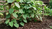 Cara Menanam Daun Cincau Hijau yang Kaya Manfaat, Dijamin Pertumbuhan Maksimal