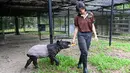 Petugas menawarkan pisang ke tapir betis betina Malaya bernama Sutera di taman Night Safari, Singapura (7/10/2019). Tapir Betis yang terancam punah, lahir 25 Juli 2019 adalah generasi keempat dari tapir Malaya yang lahir di taman margasatwa malam pertama di dunia. (AFP Photo/Roslan Rahman)