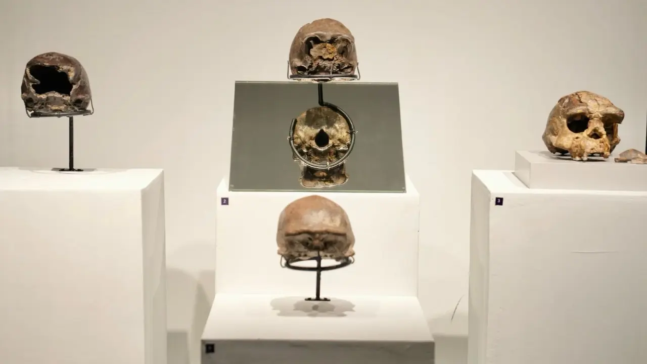 Menteri Kebudayaan Fadli Zon menghadiri pameran fosil manusia purba pithecanthropus erectus di Museum Nasional Indonesia. Pameran ini bertajuk "Indonesia, The Oldest Civilization on Earth? 130 Years After Pithecanthropus Erectus".
