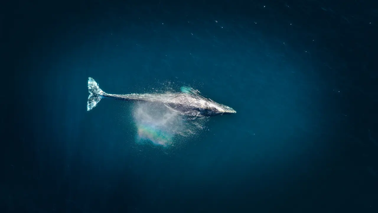 Ilustrasi ikan paus
