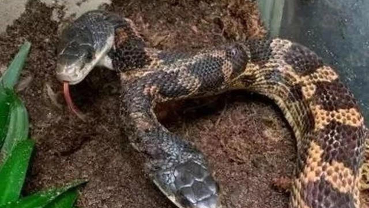 Mengapa Ular Baik untuk Kebun? Berikut 7 Manfaat Ekologis dan Cara Aman Menghadapinya di Halaman Rumah