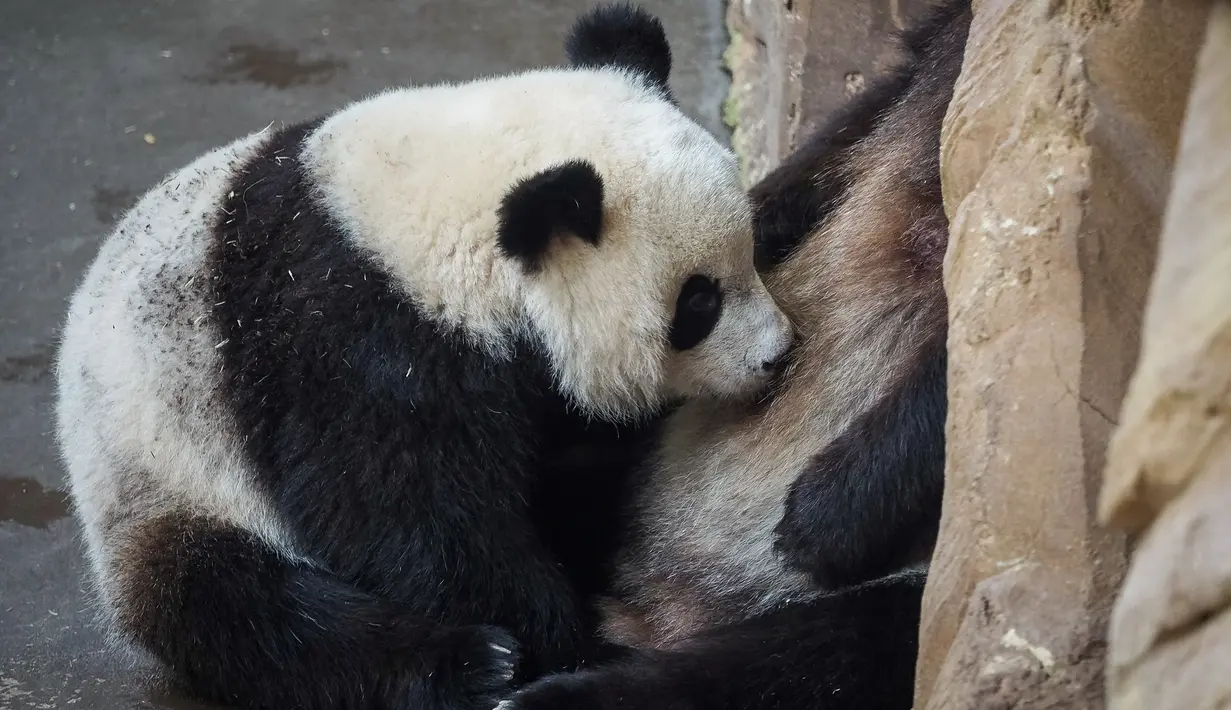 Yuan Meng merupakan anak panda pertama yang lahir di Prancis pada 2017 lalu. (GUILLAUME SOUVANT / AFP)