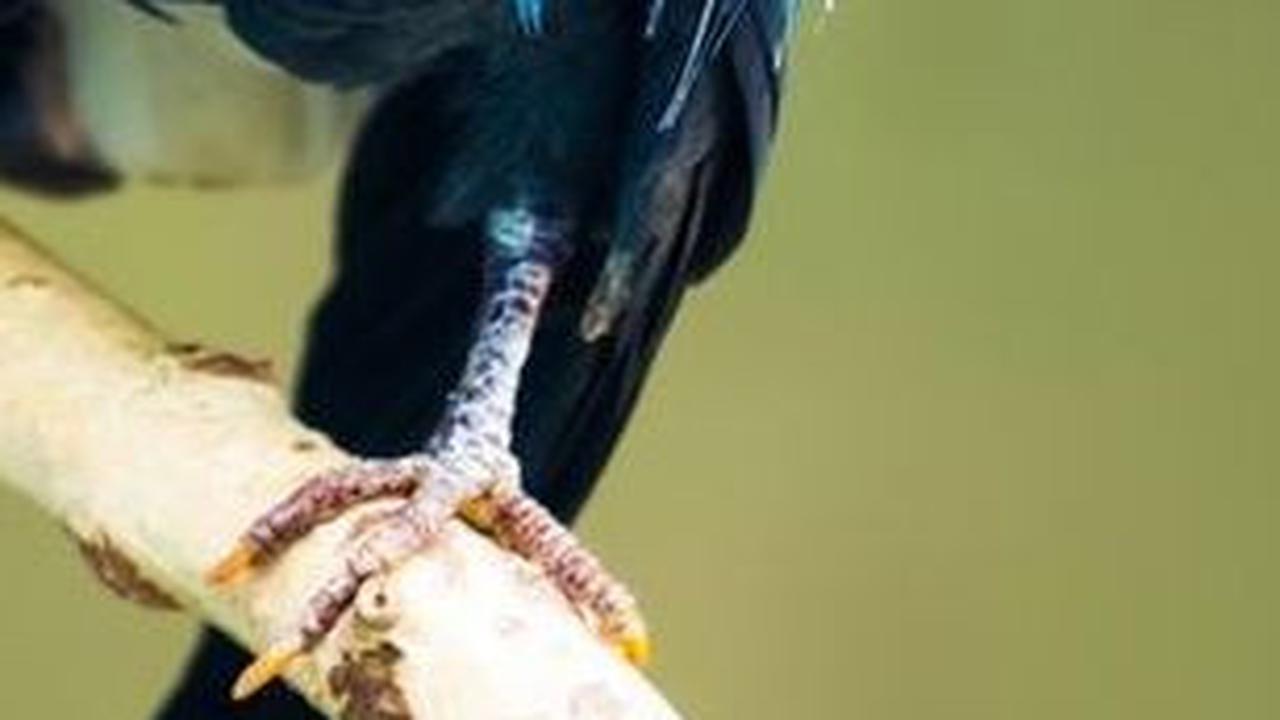 27. Burung Merpati Nicobar