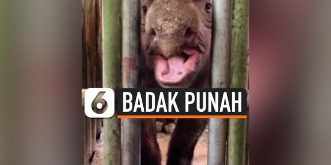VIDEO: Badak Sumatera di Malaysia Dinyatakan Punah