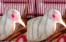 Mitos Perkutut Putih Mata Merah, Ini Kisah yang Beredar Tentangnya