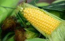 Cara Sederhana Membuat Jagung Rebus Lebih Lezat dan Empuk
