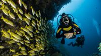 Ilustrasi orang scuba diving. (Foto: Unsplash/Diving)