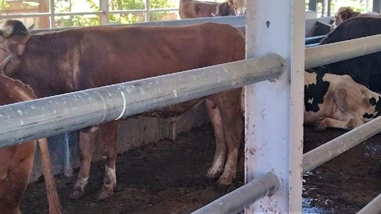Magetan Gencarkan Program Inseminasi Buatan untuk Dongkrak Populasi Sapi