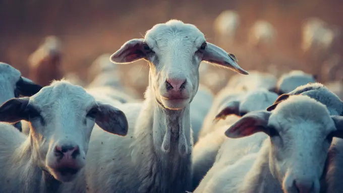 [Fimela] ilustrasi hewan kurban