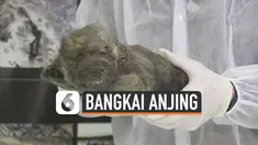 vertical bangkai anjing