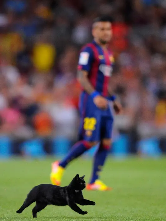 Dalam laga perdana La Liga, 24 Agustus 2014 lalu, antara Barcelona vs Elche, lapangan stadion Camp Nou kedatangan seekor kucing hitam yang tiba-tiba masuk ke lapangan pada menit pertama pertandingan. (AP Photo/Manu Fernandez)