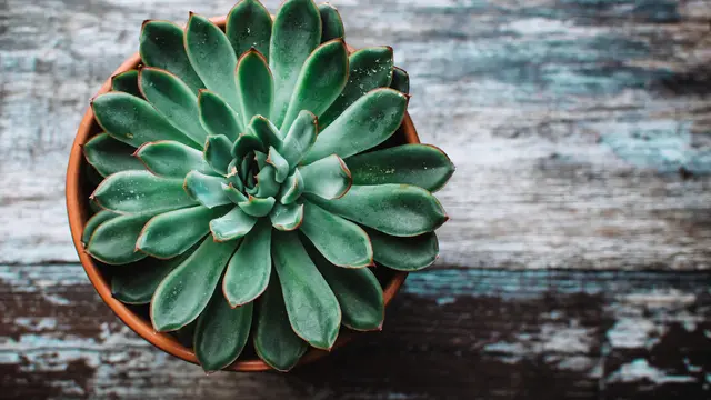 Nutrisi yang Tidak Seimbang pada Tanaman