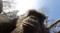 Para simpanse kebun binatang ini saking penasarannya harus menjatuhkan, bahkan merusak Drone yang terbang melintasi kandang mereka