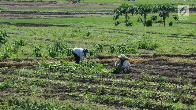 Pengaruh Cuaca, Petani Keluhkan Hasil Panen