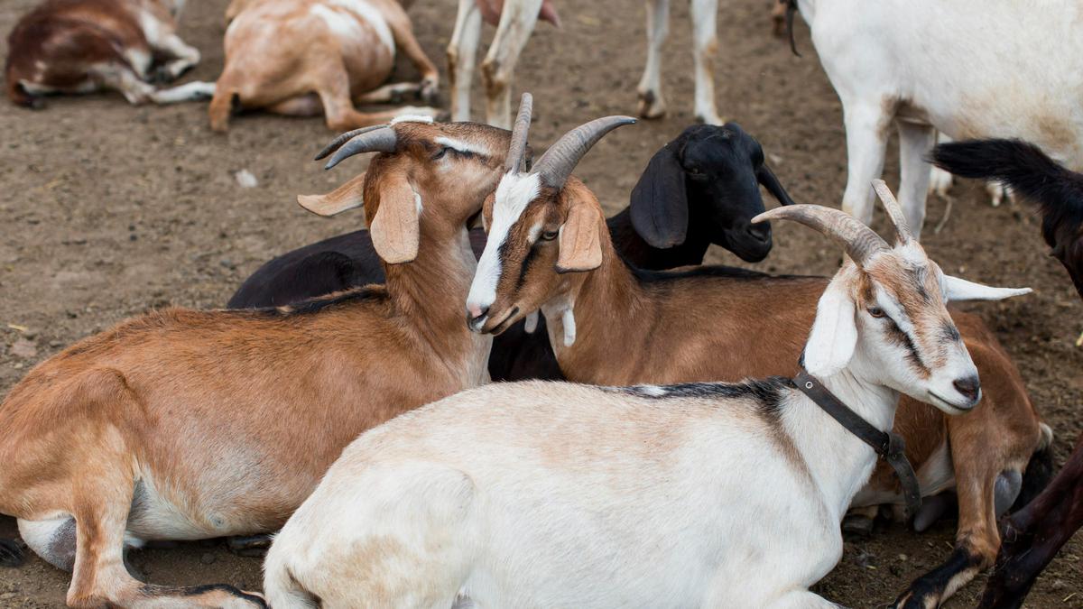 Dampak Stres pada Kambing dan Sapi terhadap Kualitas Daging