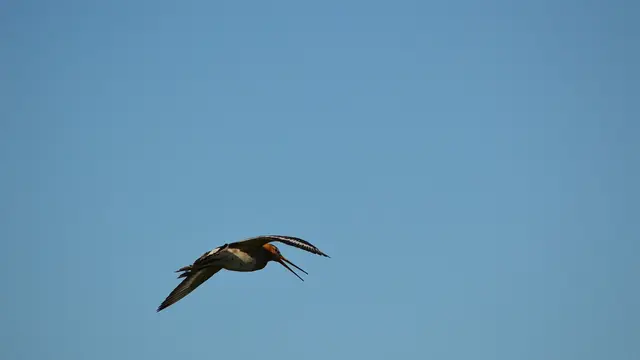 Ilustrasi Burung Godwit