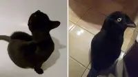 6 Ilusi Optik Kucing Hitam Ini Bikin Bingung, Perlu Kucek Mata (Twitter/kochengfess)