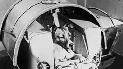 Foto dari harian Soviet Pravda menunjukkan anjing Laika berada di atas Sputnik II untuk eksperimen luar angkasa pada 13 November 1957. Laika merupakan makhluk hidup pertama yang dikirim ke luar angkasa, 3,5 tahun sebelum Yuri Gagarin. (AFP Photo/Tass)