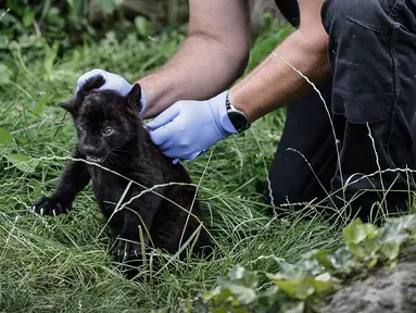 Seorang dokter hewan bersiap untuk memvaksinasi jaguar yang baru lahir di kebun binatang Crecy-la-Chapelle yang juga dikenal sebagai "Parrot World" di Crecy-la-Chapelle, Rabu (7/8/2024). (STEPHANE DE SAKUTIN / AFP)