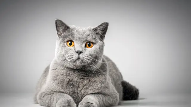 British Shorthair