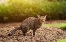 Menginjak Kotoran Kucing Pertanda Apa? Ini Mitos dan Faktanya