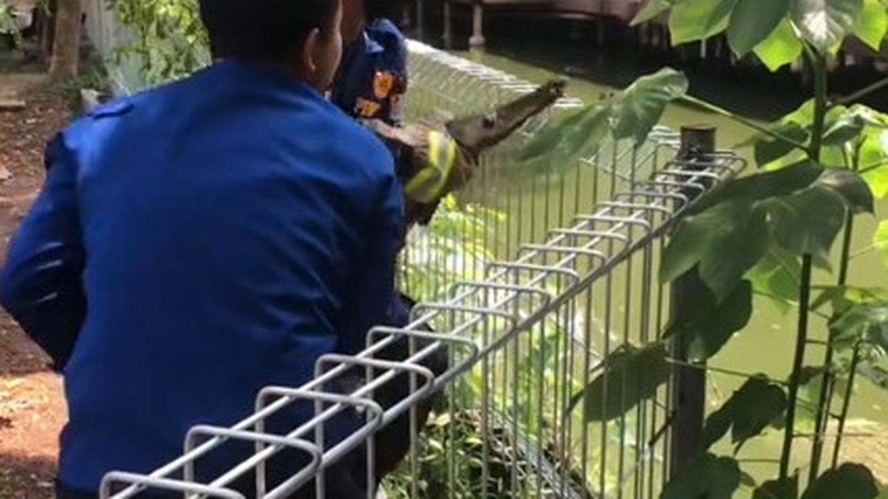 Viral Aksi Damkar Evakuasi Ikan Aligator di Kolam Sekolahan, Curi Perhatian
