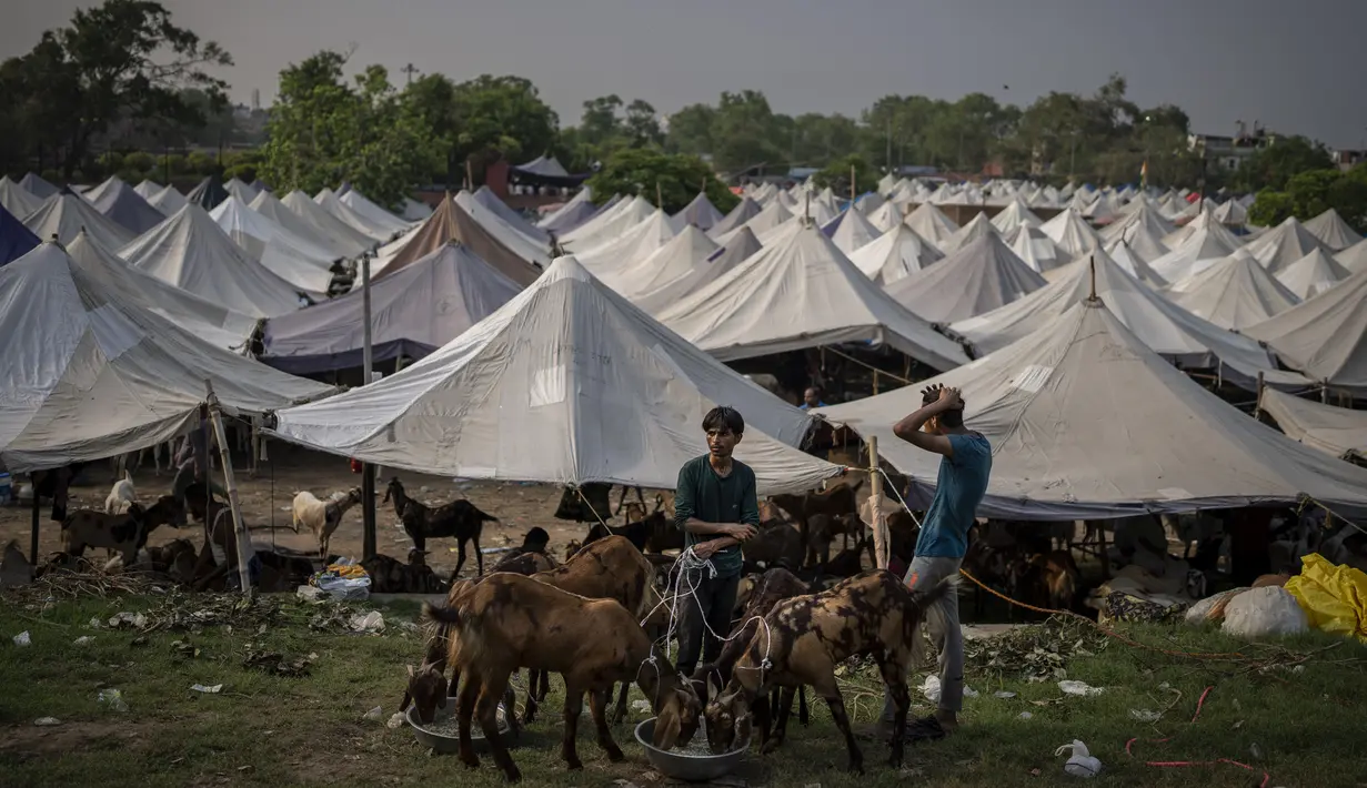 Kawanan kambing diberi makan di pasar ternak menjelang Idul Adha di New Delhi, India, Selasa, 5 Juli 2022. Pasar di kawasan tersebut menyediakan kambing dengan berbagai ukuran untuk kurban. (AP Photo/Altaf Qadri)