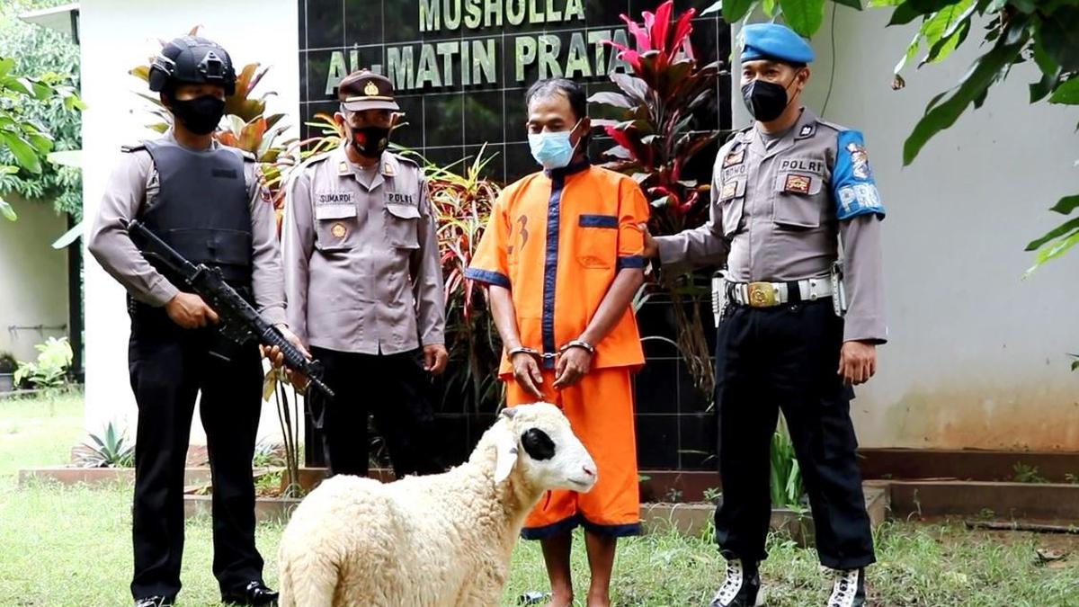 Dor! Pencuri 84 Ekor Kambing di Gunungkidul Takluk di Tangan Polisi -  Regional Liputan6.com