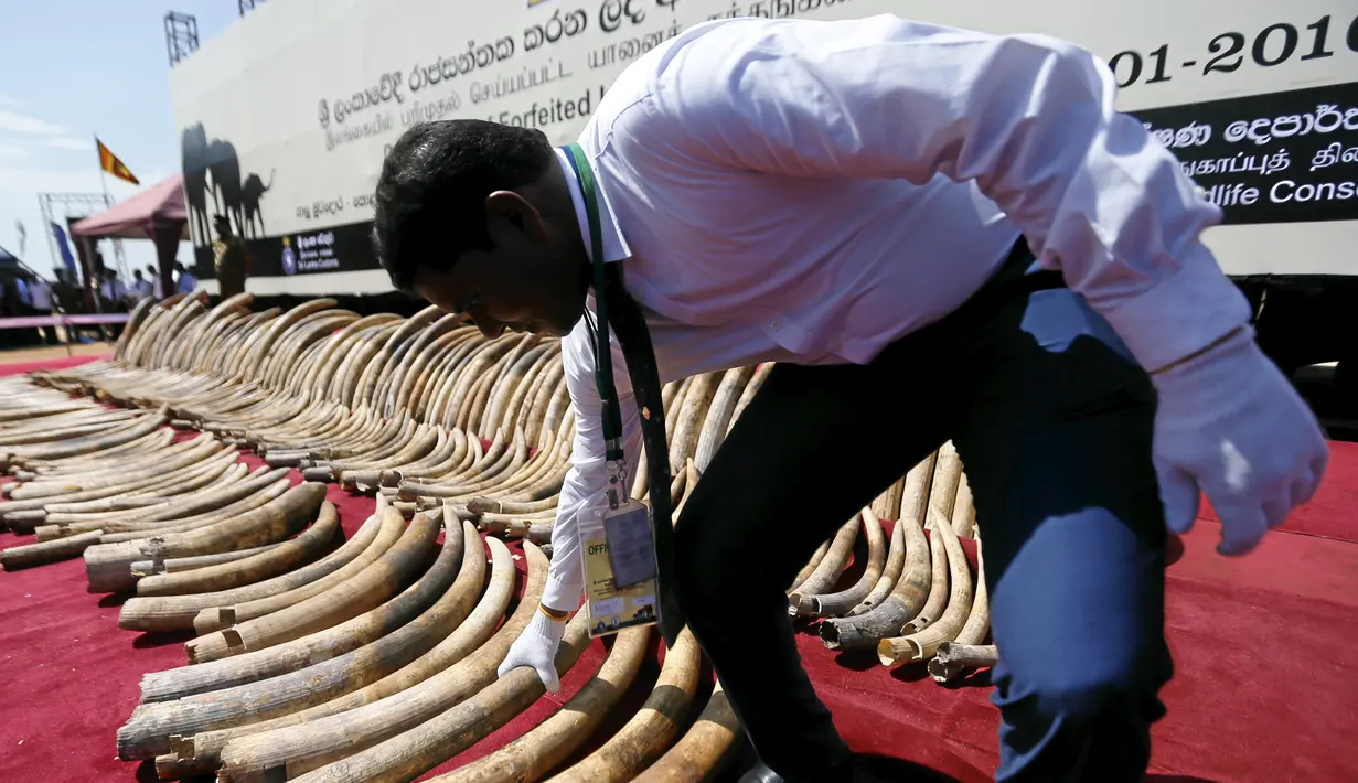 Petugas bea cukai Sri Lanka memeriksa gading gajah dari Afrika sebelum dimusnahkan di Kolombo (26/1/2016). Gading Ilegal tersebut akan di kirim ke Dubai dari kenya melalui Kolombo. (REUTERS/Dinuka Liyanawatte)