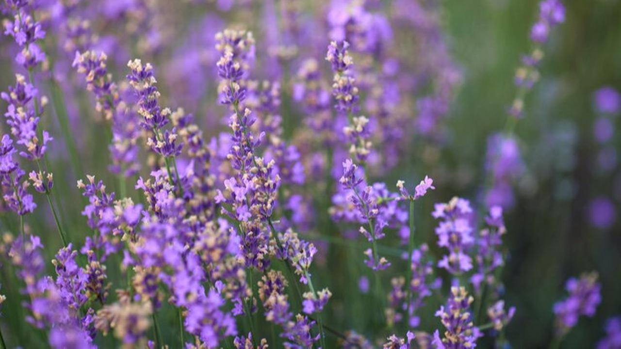 lavender